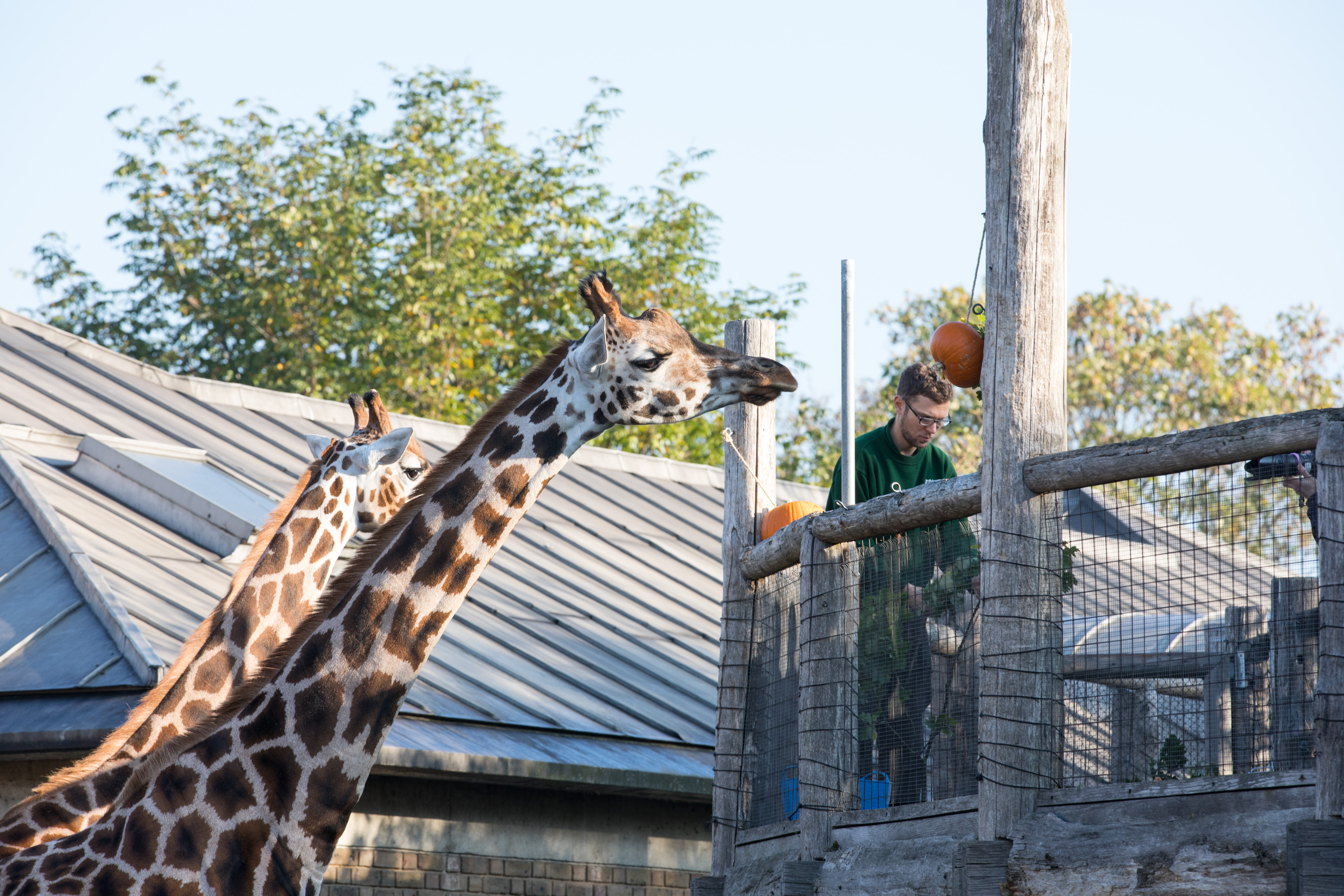 Smashing pumpkins at ZSL London Zoo