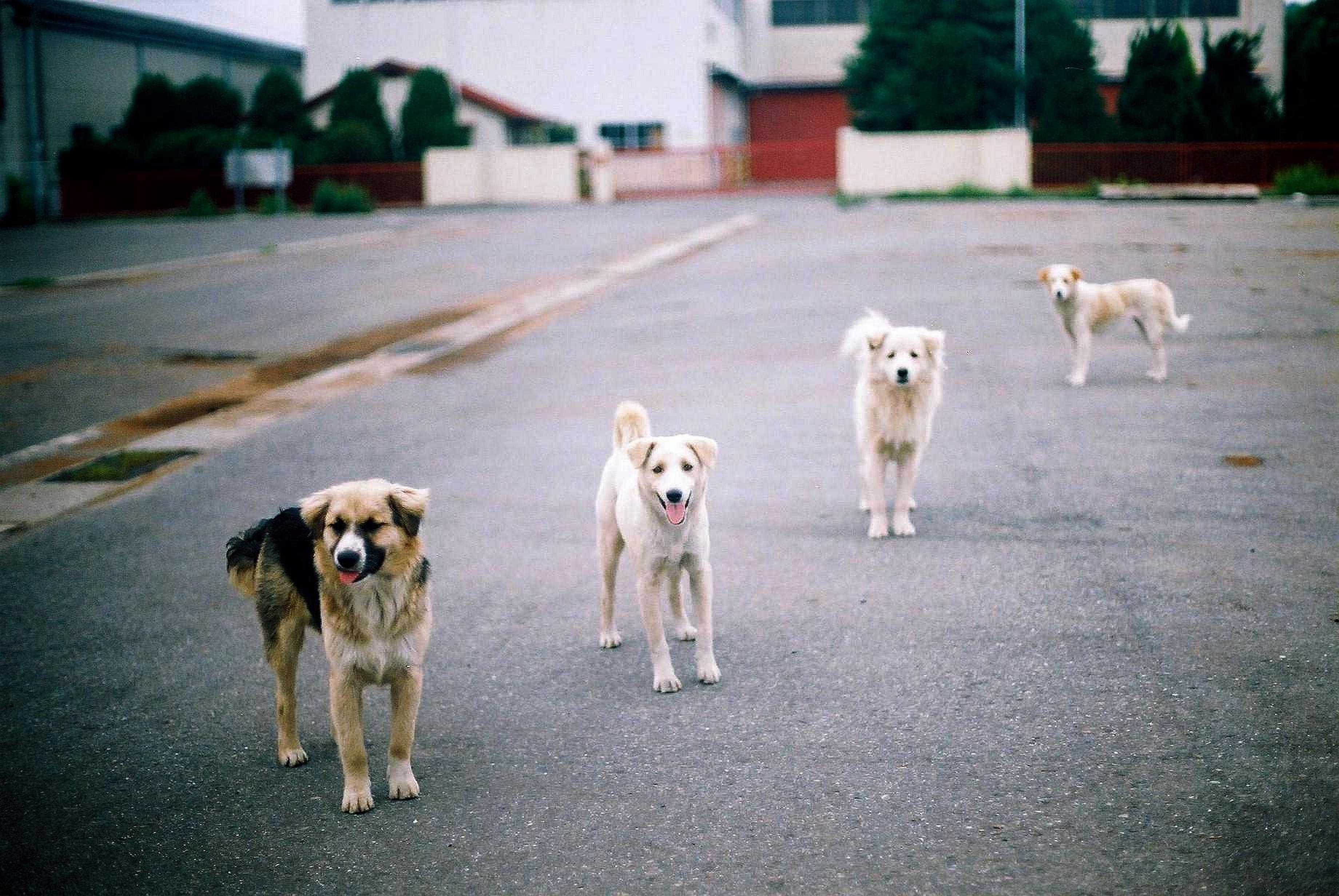 Stray dog's Power relationship