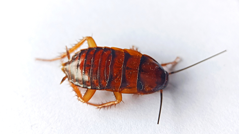Dead cockroach. Cockroach isolation on white background