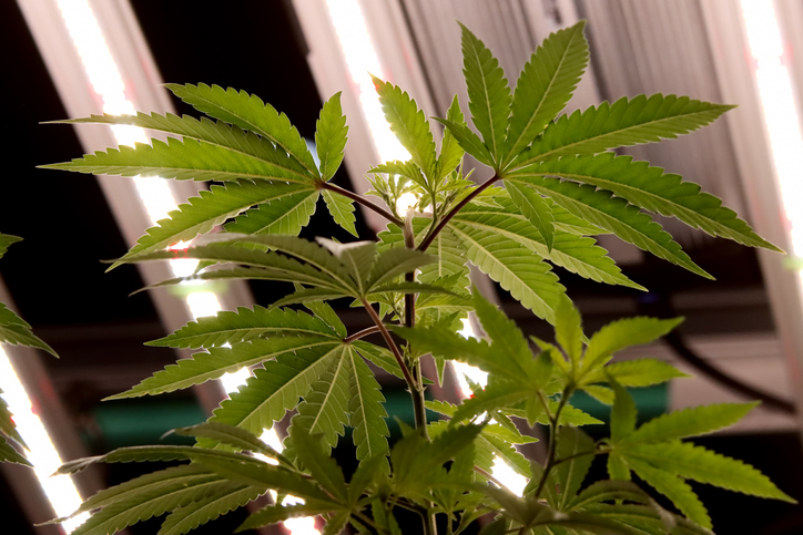 Industrial hemp ready to be grown