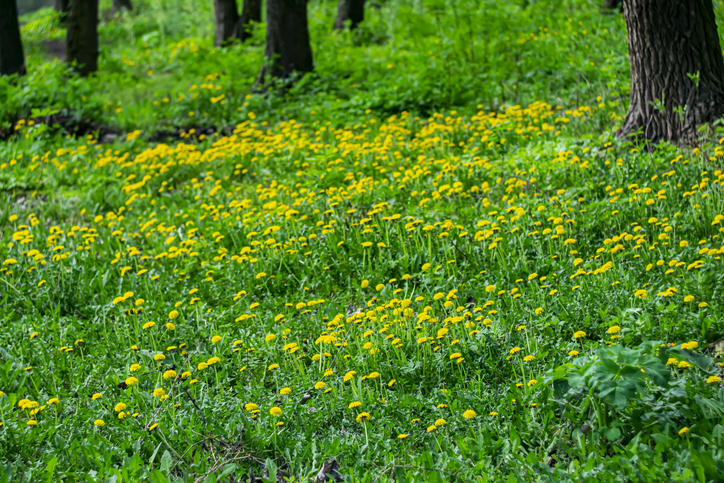 Yellow dandelions.