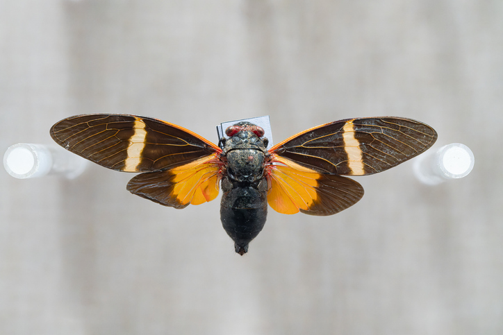 Cicada Specimen